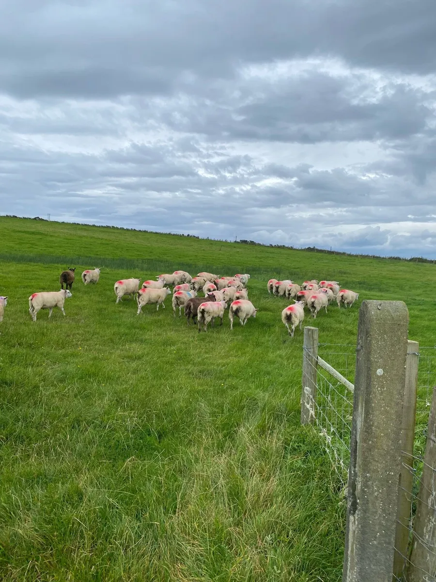 Organic store lambs - Image 1