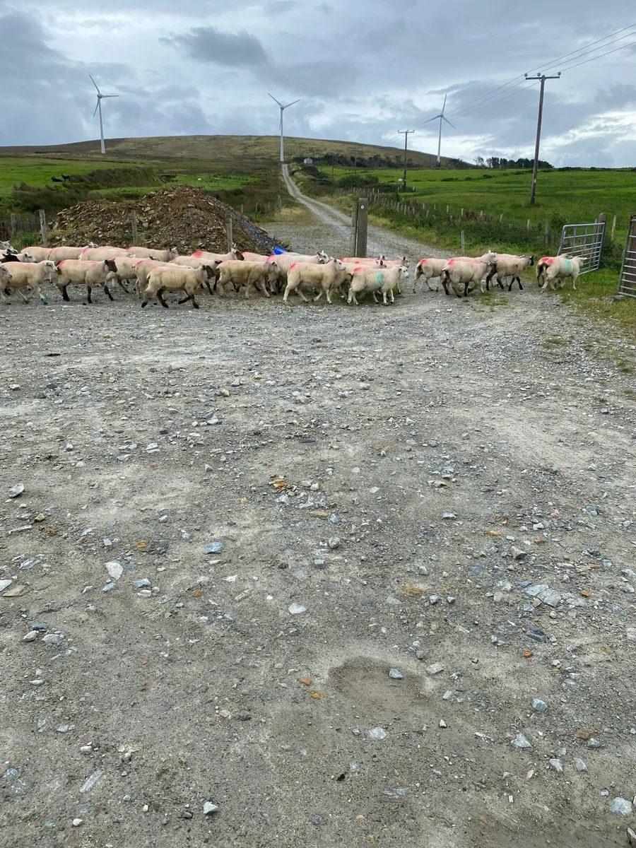 Organic store lambs - Image 2