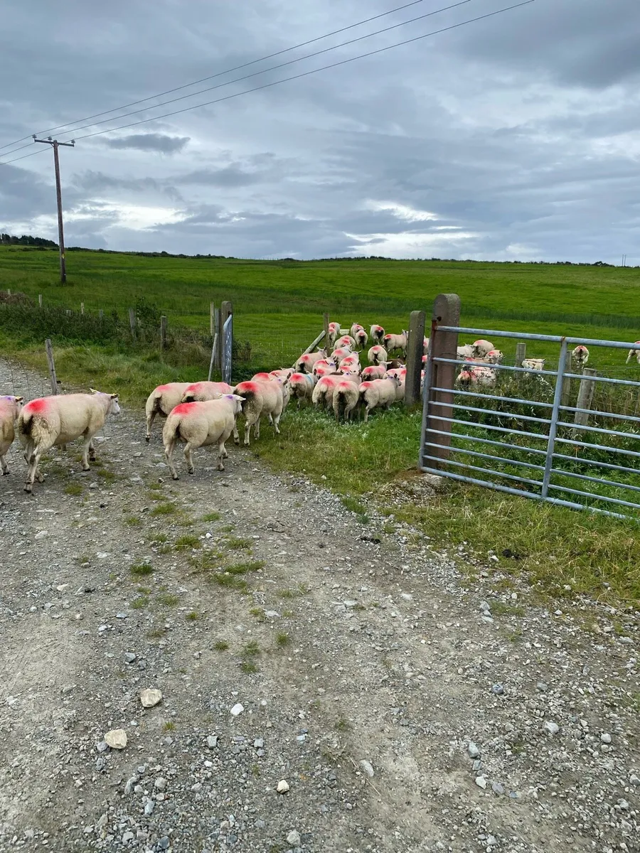 Organic store lambs - Image 4