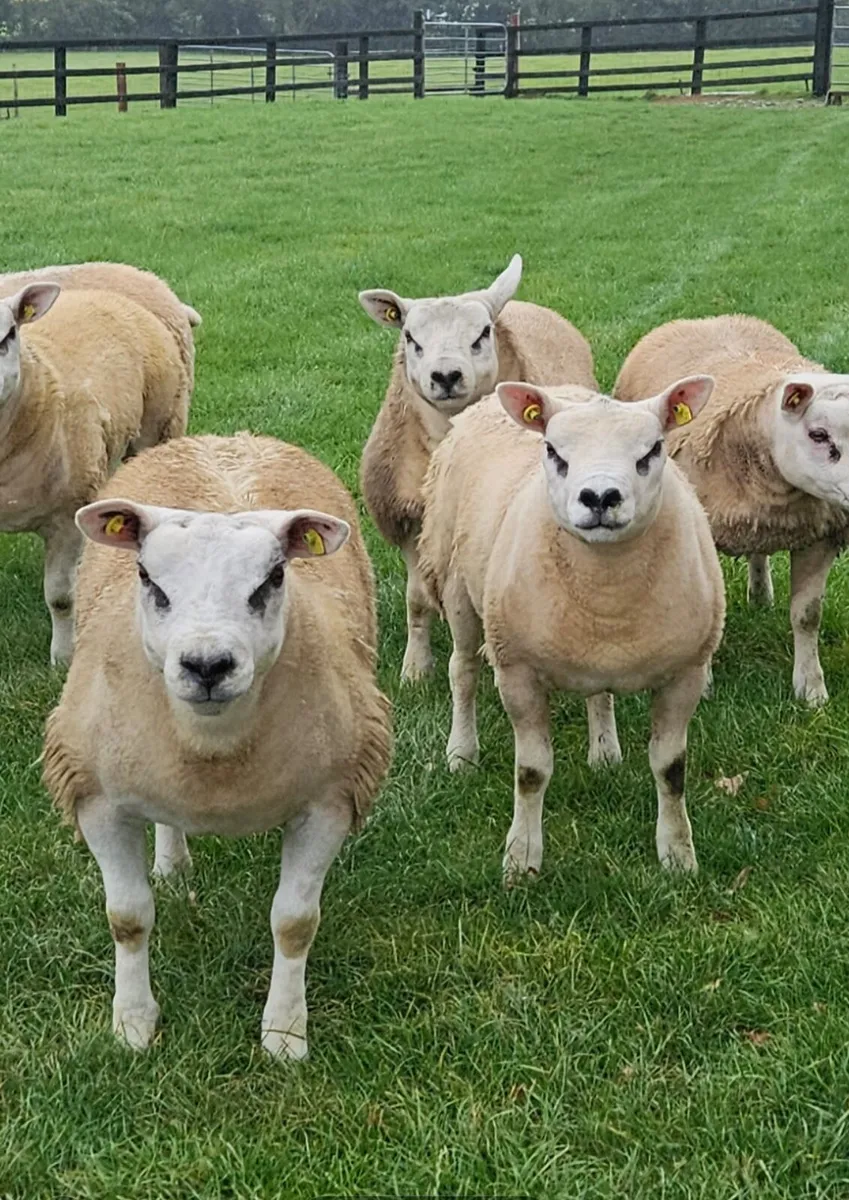 Texel ram lambs