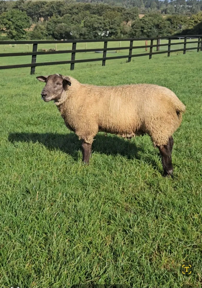 Suftex ram lamb - Image 2