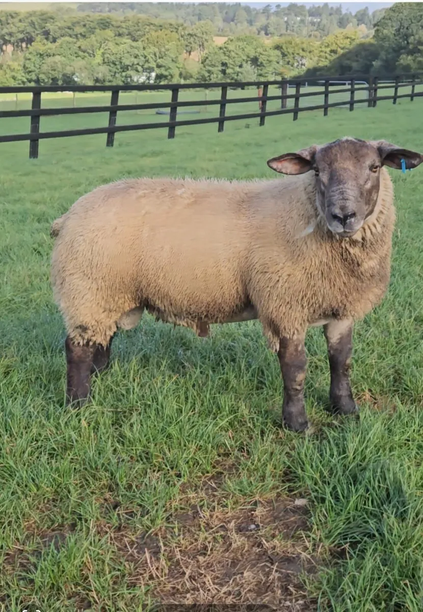 Suftex ram lamb - Image 1