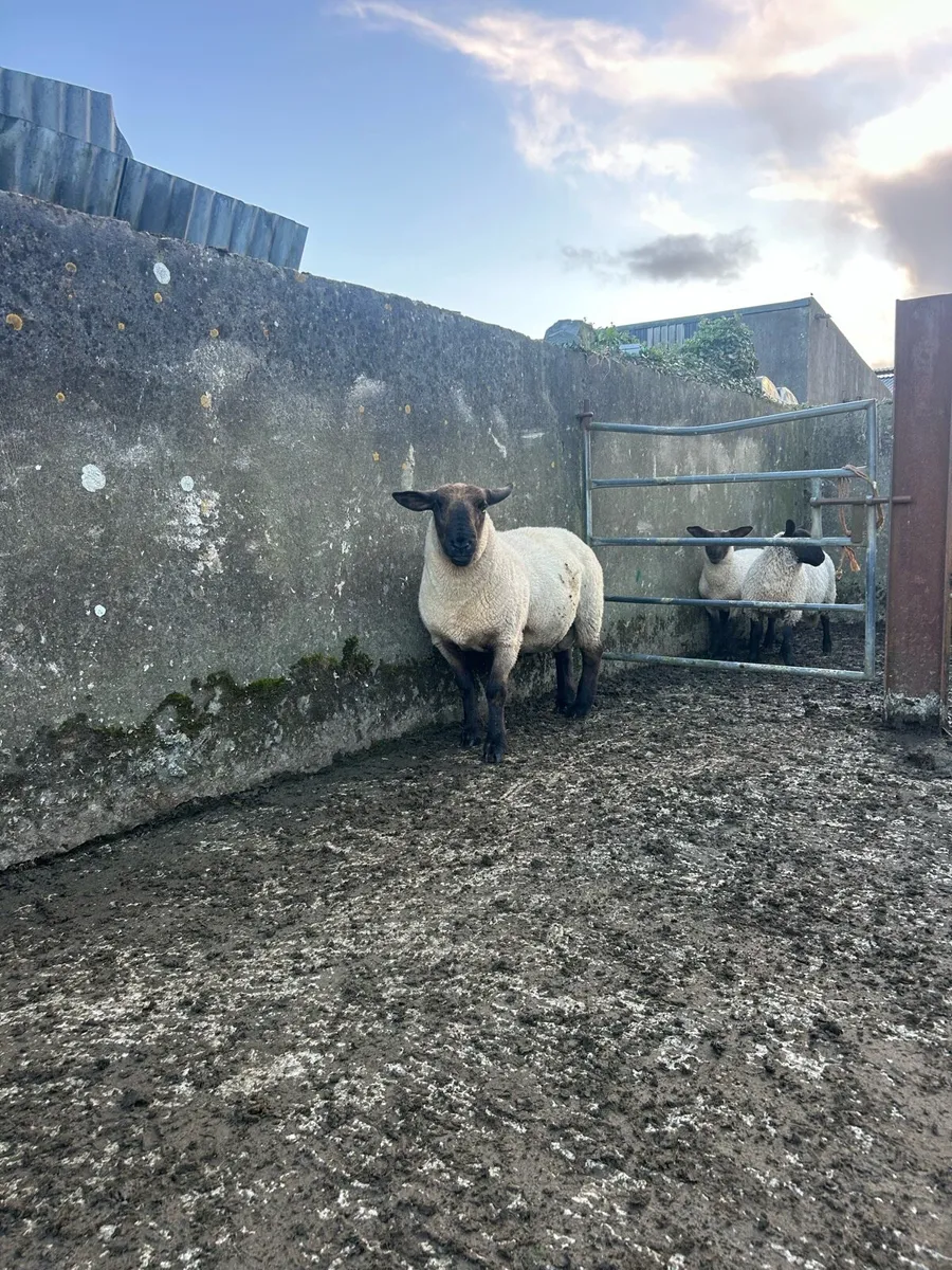 Rams - Image 1