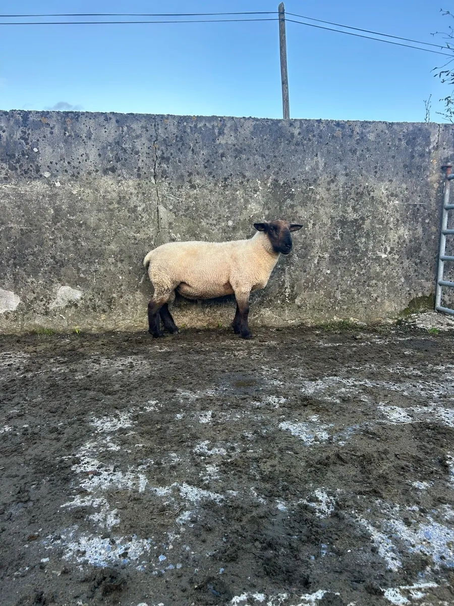 Rams - Image 2