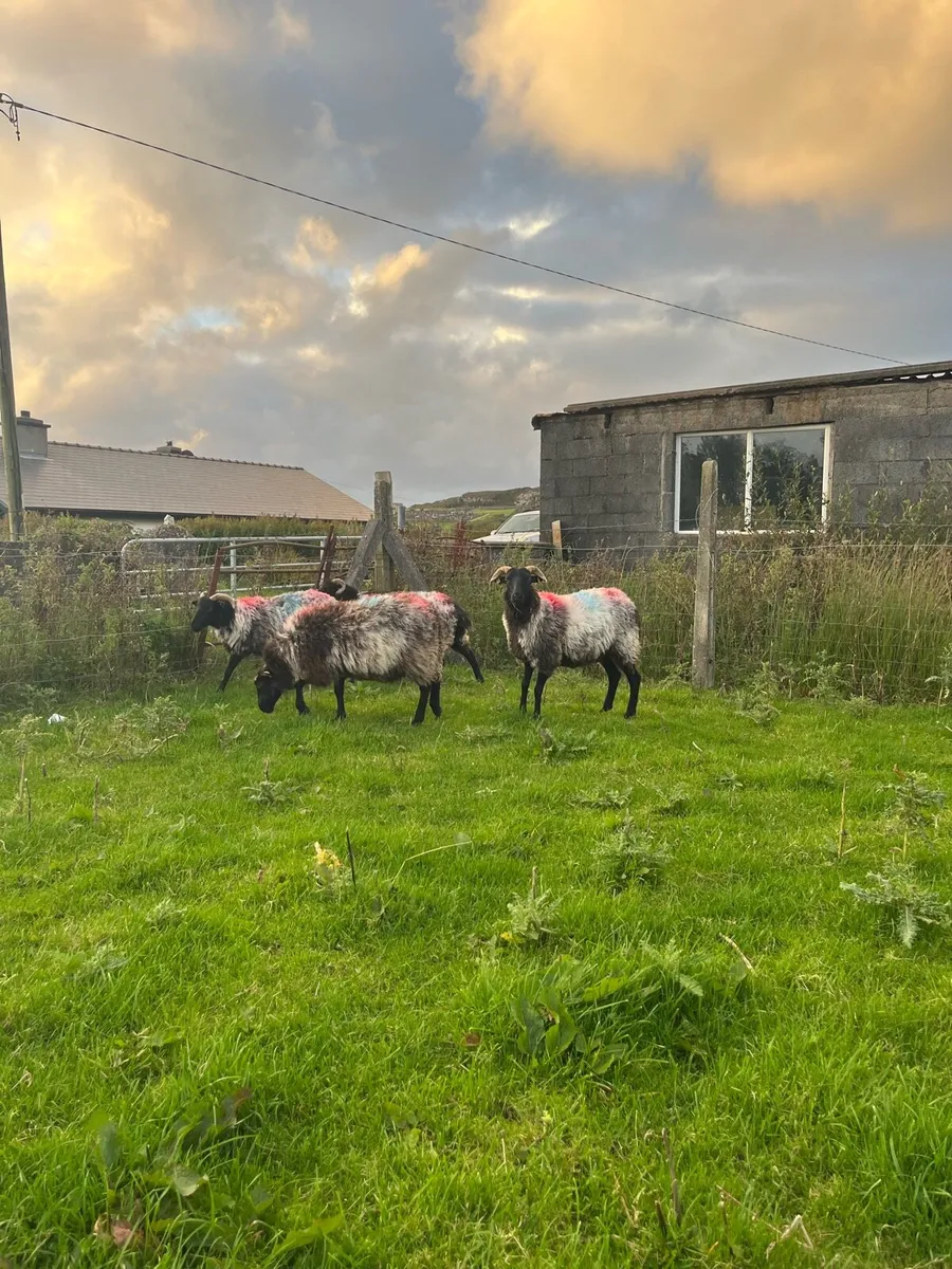Black faced ewe hogs - Image 1