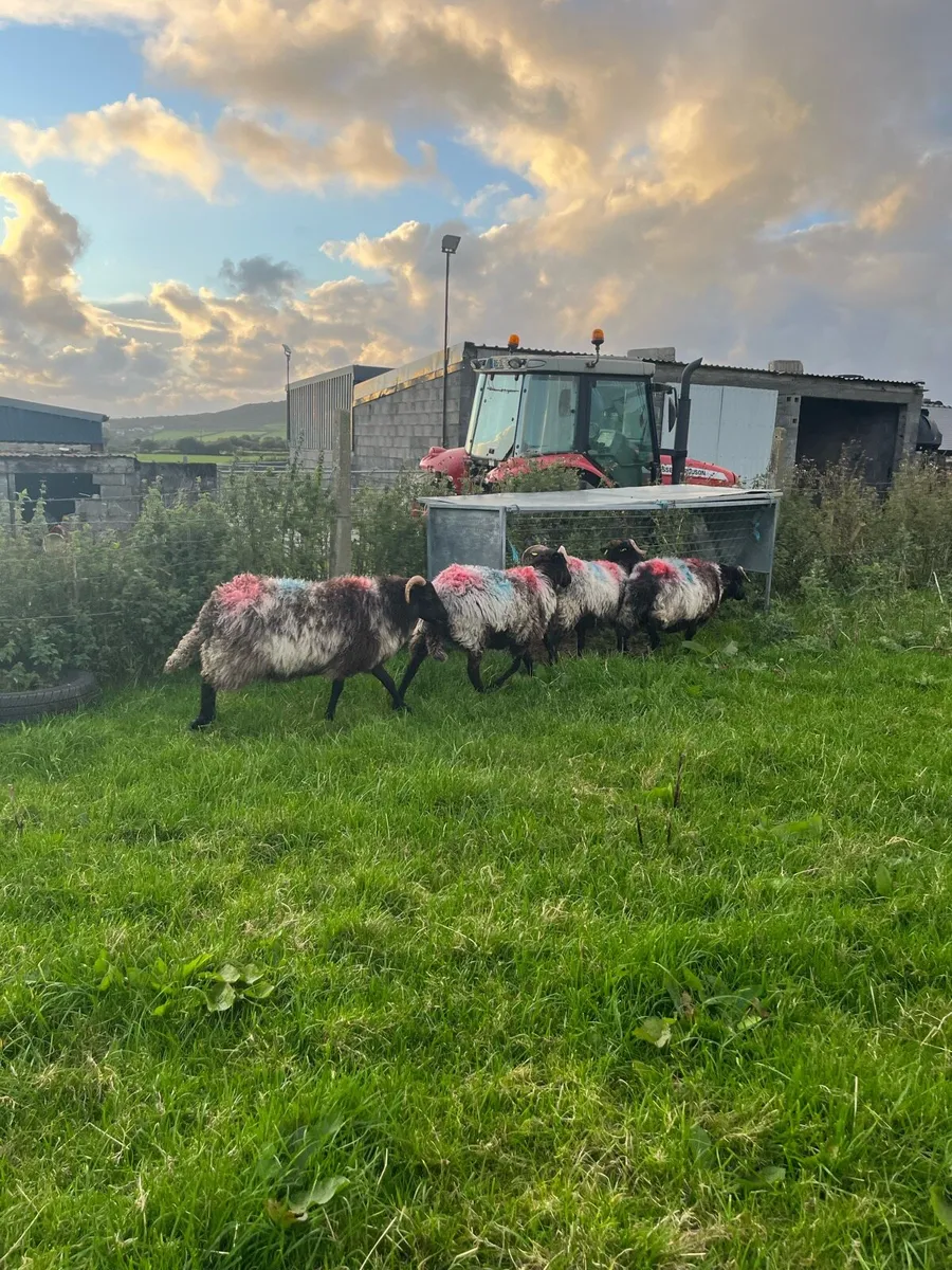 Black faced ewe hogs - Image 3