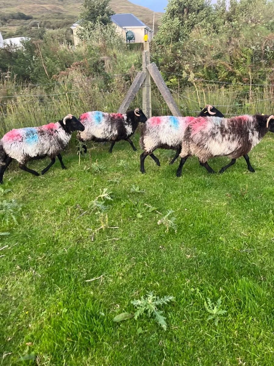 Black faced ewe hogs - Image 4