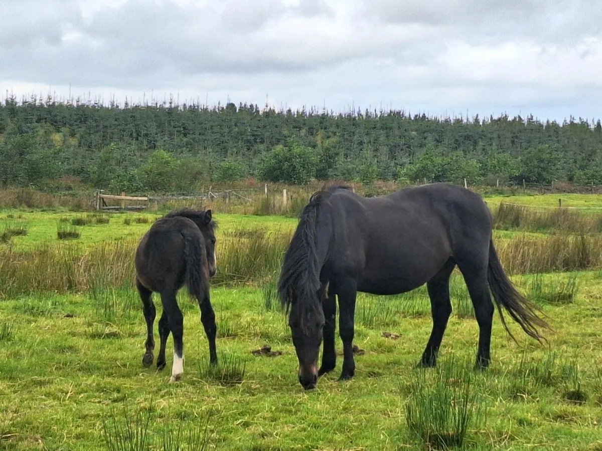 Connemara Mares - Image 1