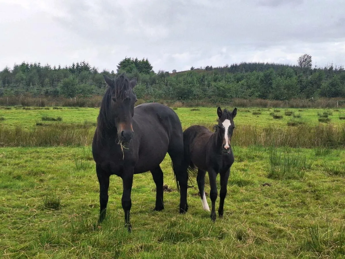 Connemara Mares - Image 2
