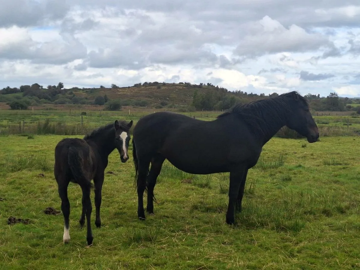 Connemara Mares - Image 3