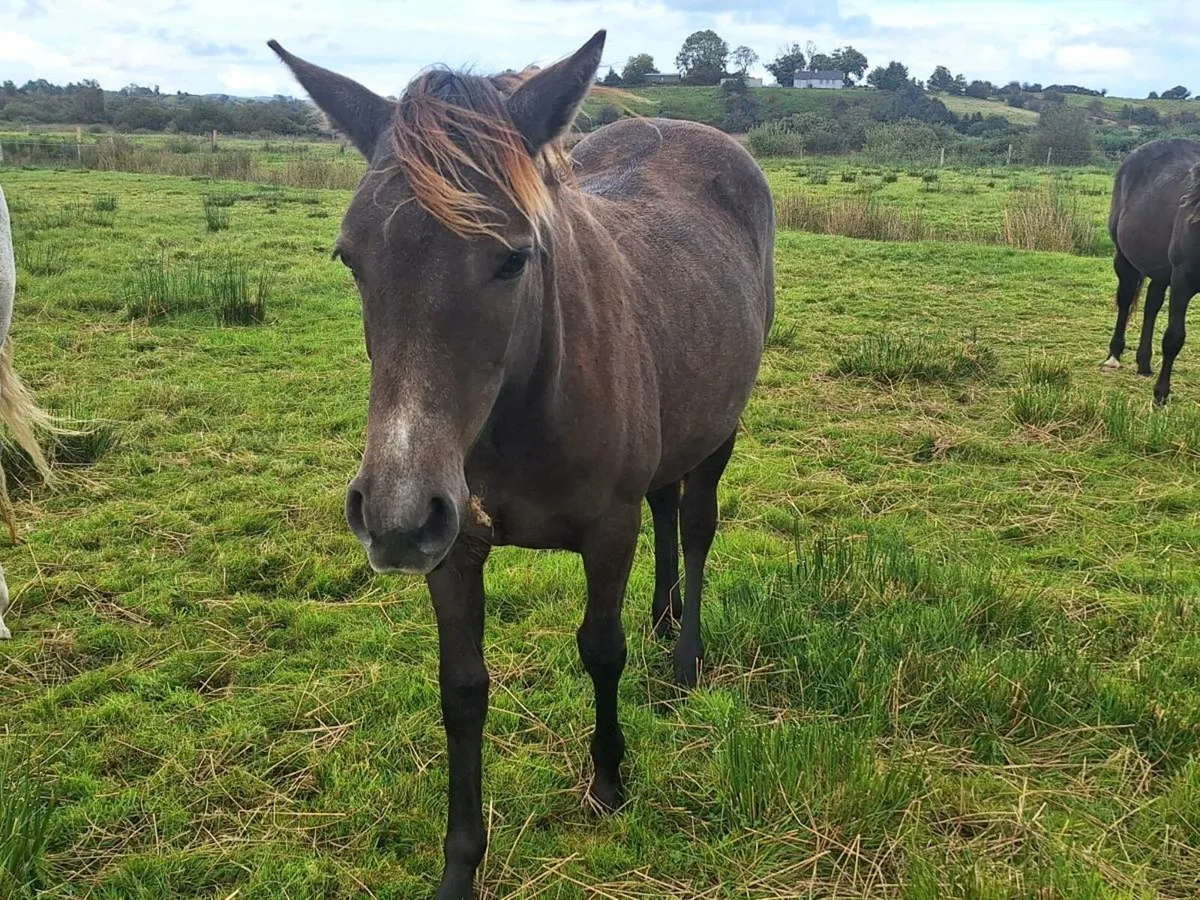 Connemara Mares - Image 4