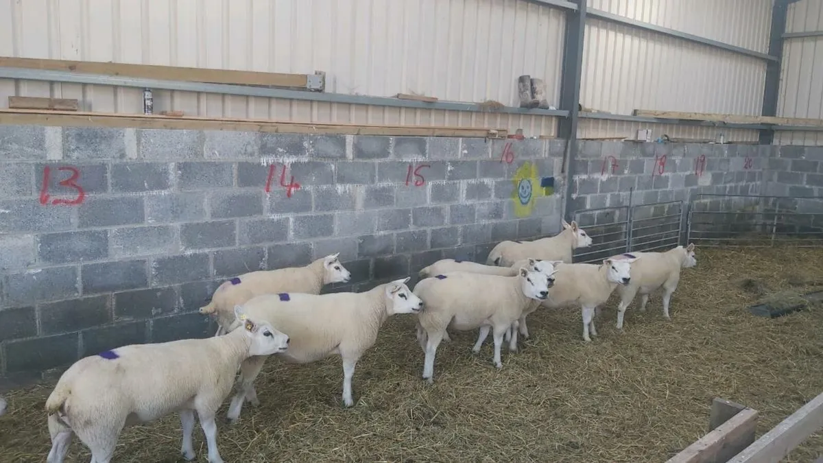 TEXEL EWE HOGGETS - Image 1