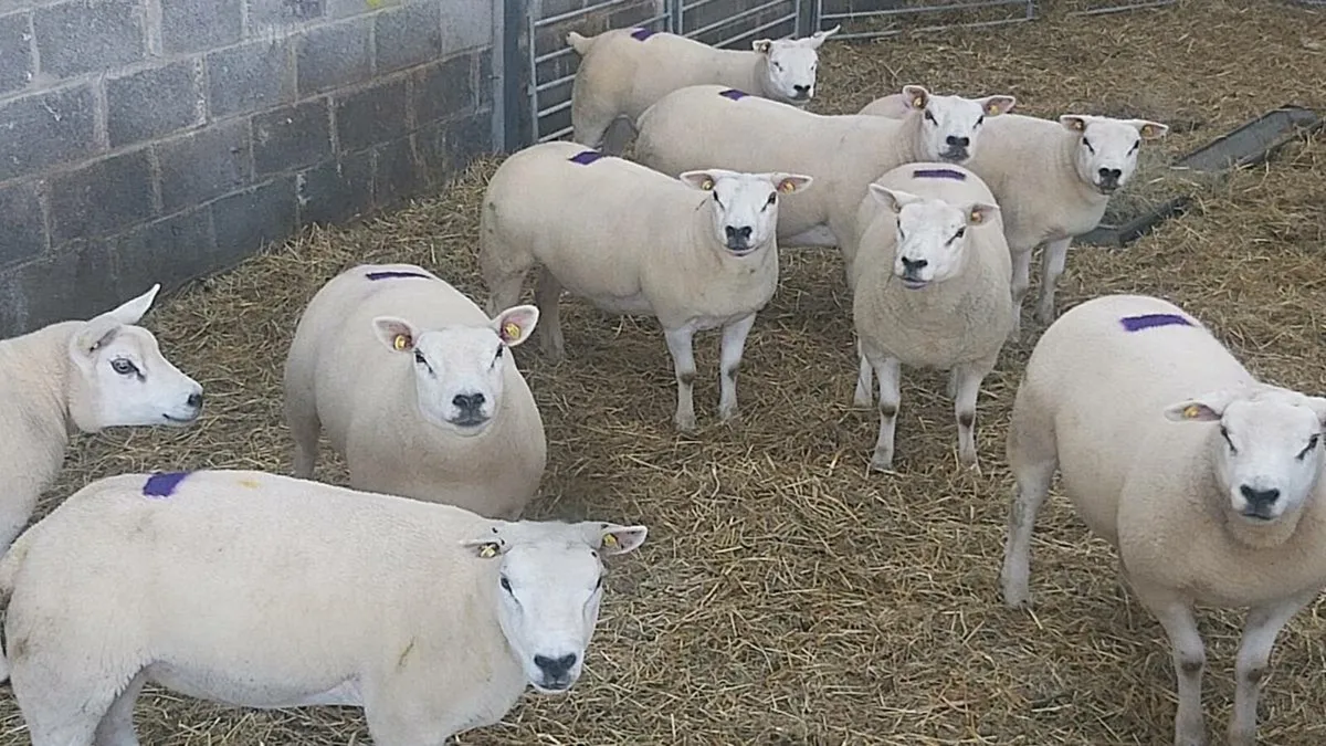 TEXEL EWE HOGGETS - Image 2