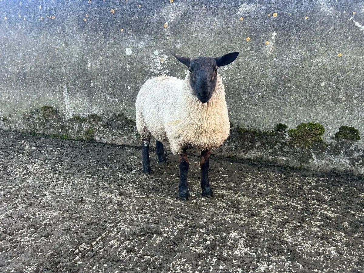 Rams - Image 3