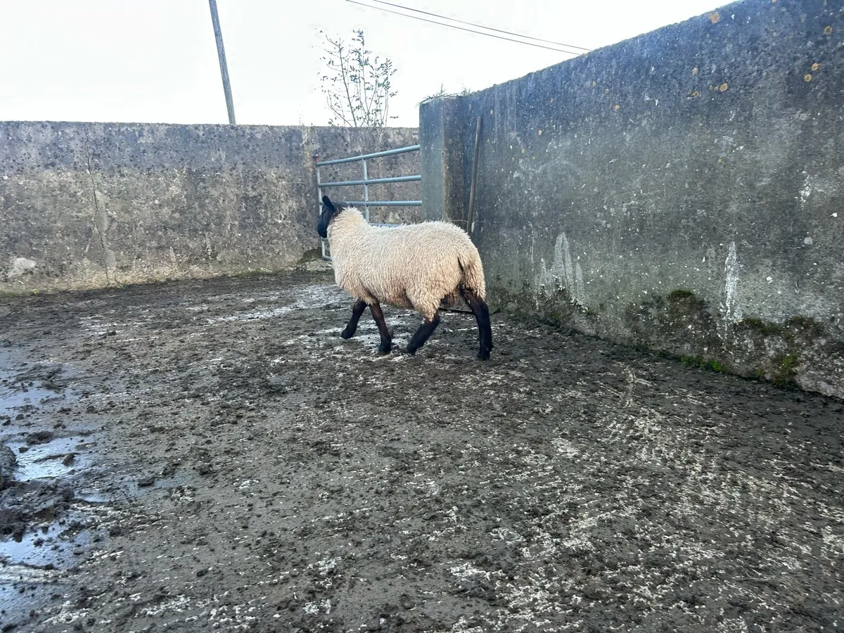 Rams - Image 4