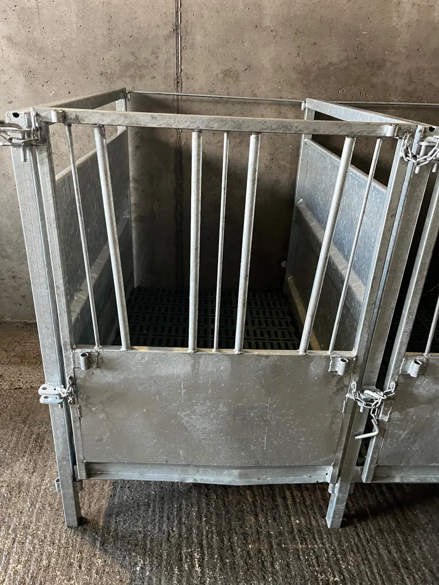 Calf pens x 16 - Image 2