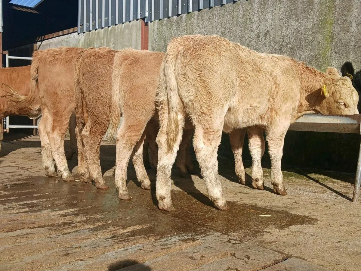 10 Super Heifer Weanlings - Image 1