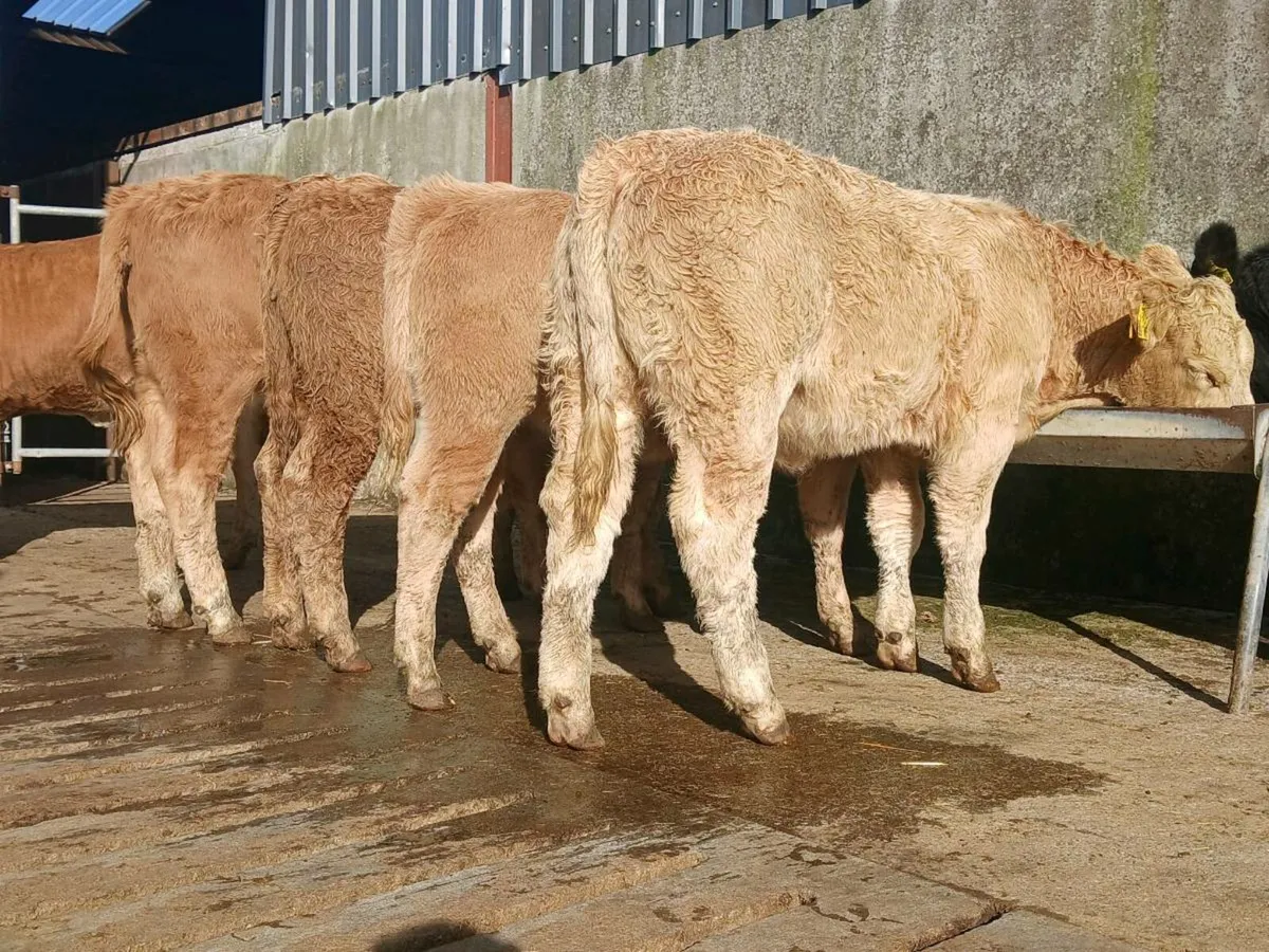 10 Super Heifer Weanlings - Image 2