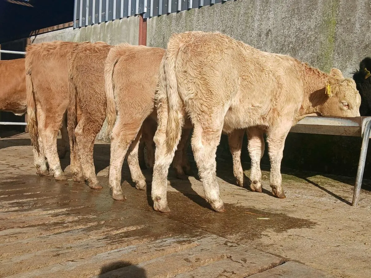 10 Super Heifer Weanlings - Image 3