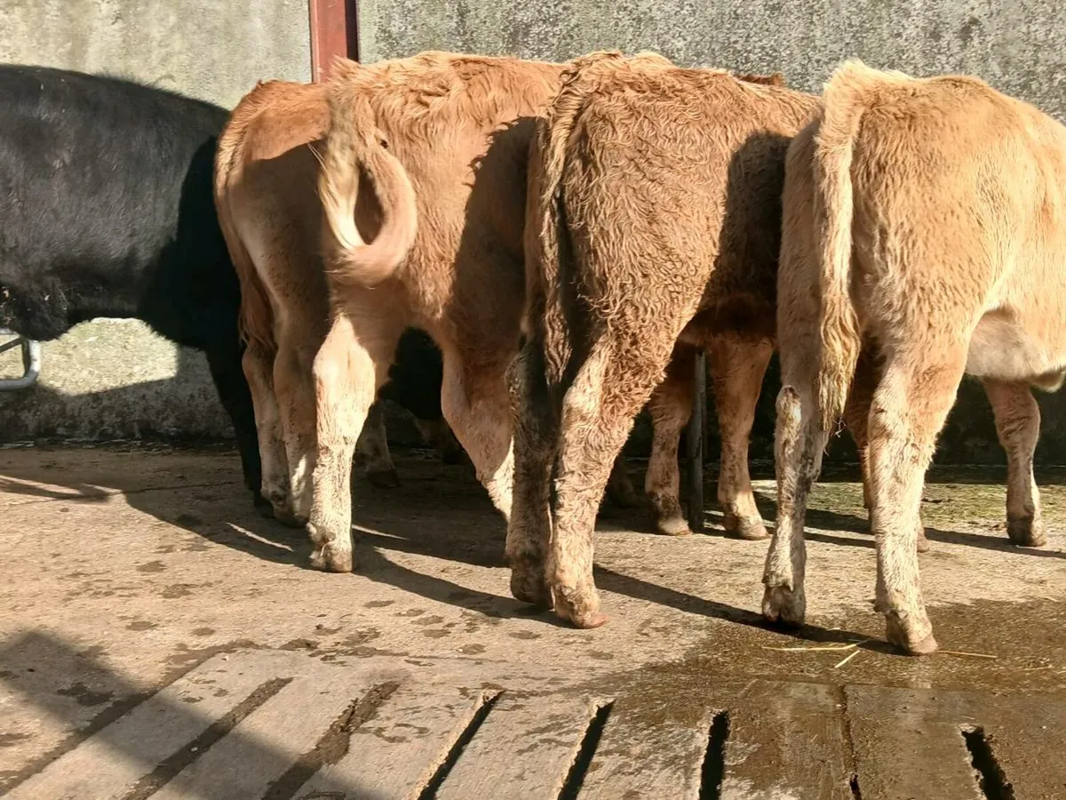 10 Super Heifer Weanlings - Image 4