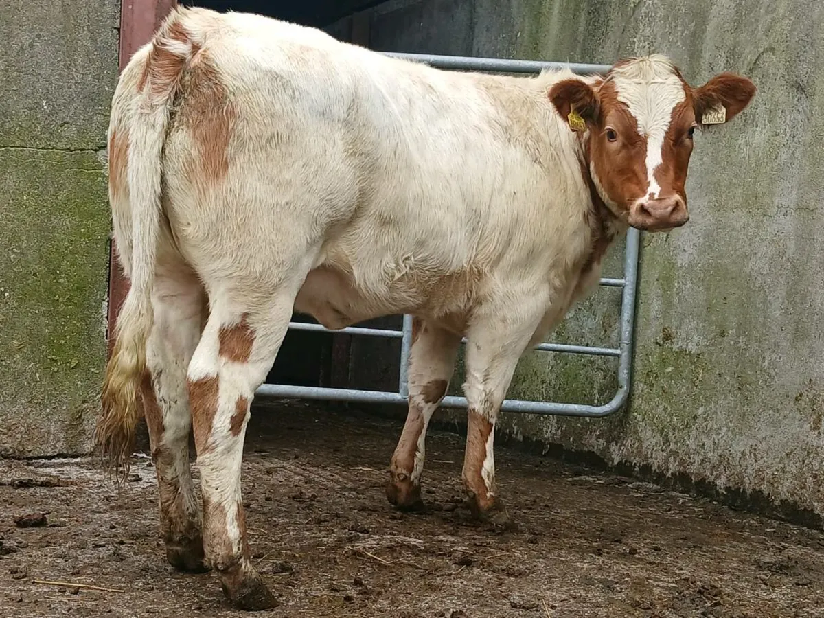 🌟  2 Super Blue Heifers 🌟 - Image 1