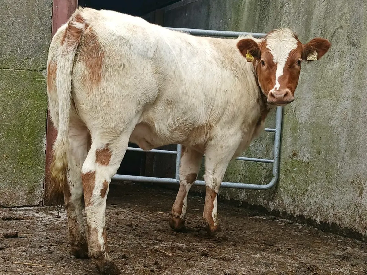 🌟  2 Super Blue Heifers 🌟 - Image 2