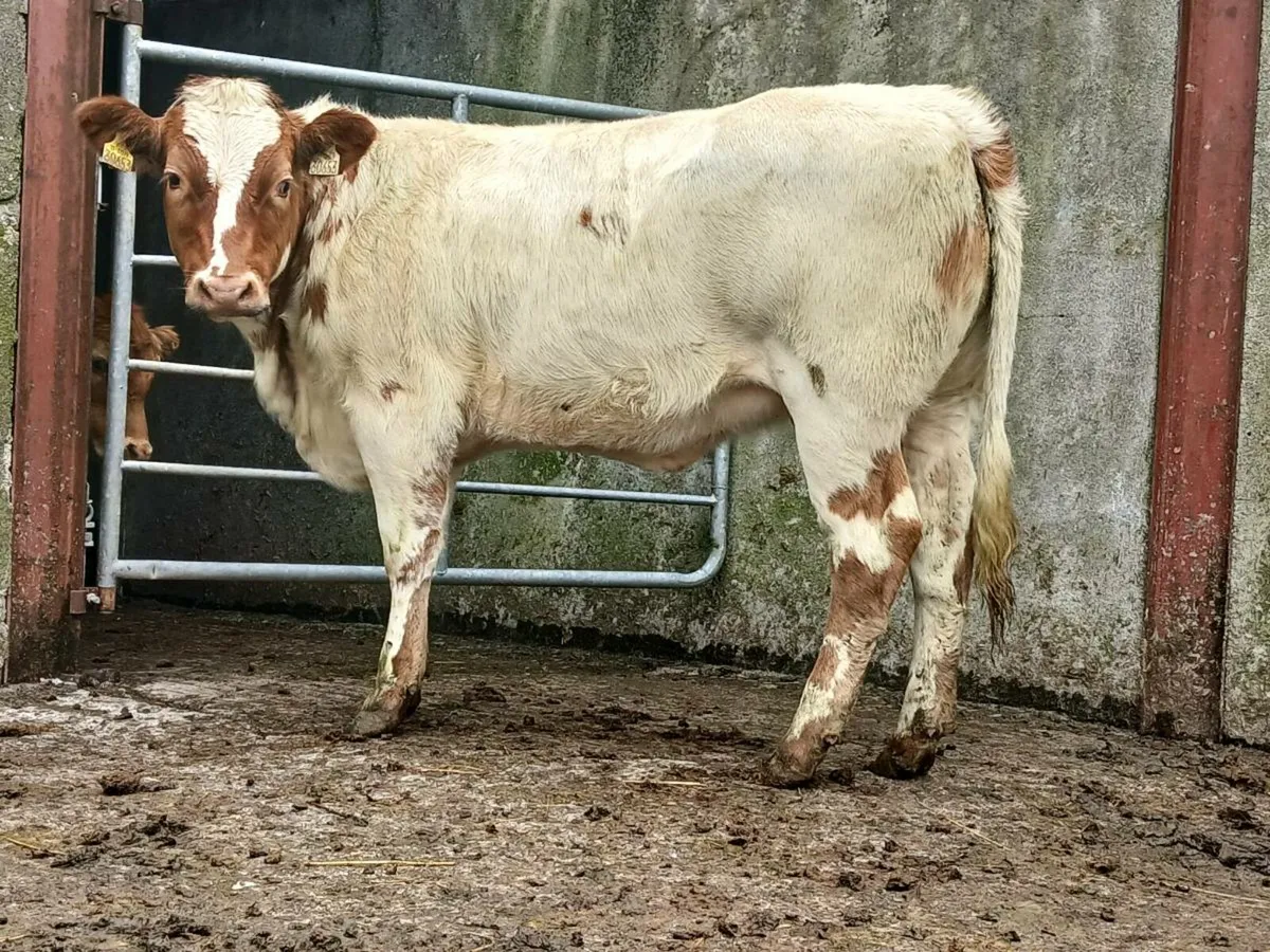 🌟  2 Super Blue Heifers 🌟 - Image 3