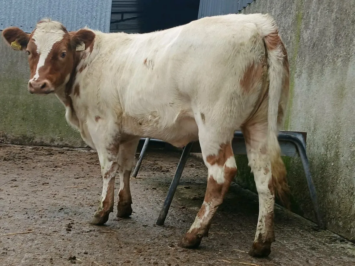 🌟  2 Super Blue Heifers 🌟 - Image 4