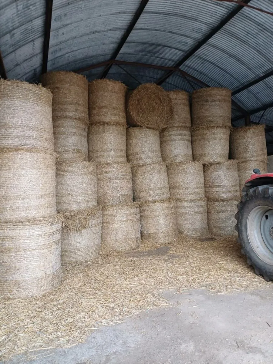 Wheaton straw for sale - Image 1