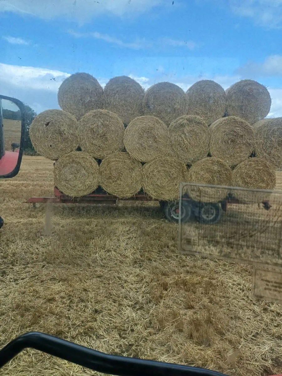 Wheaton straw for sale - Image 3