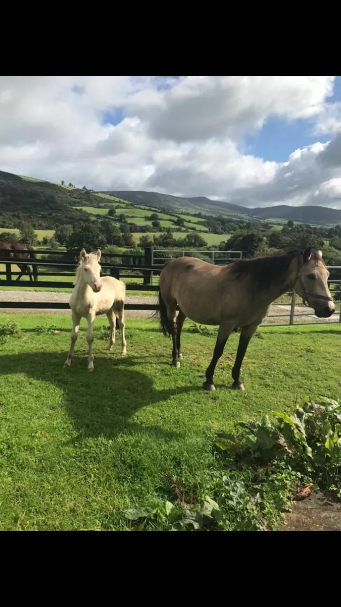 Pony - Image 1
