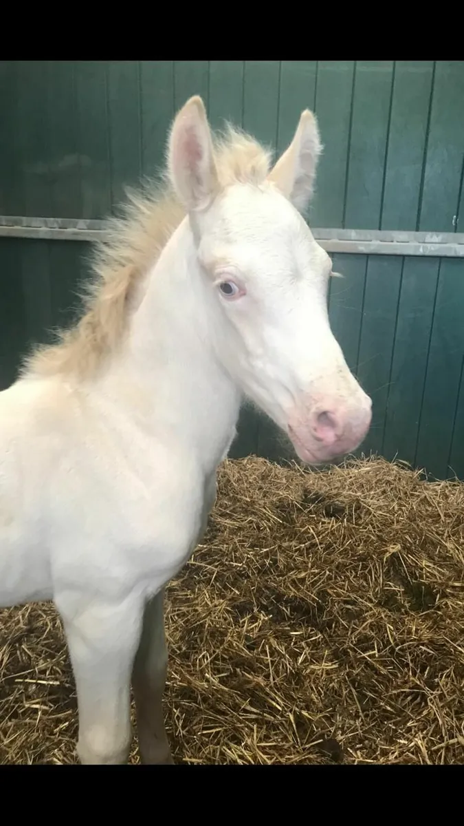 Pony - Image 2