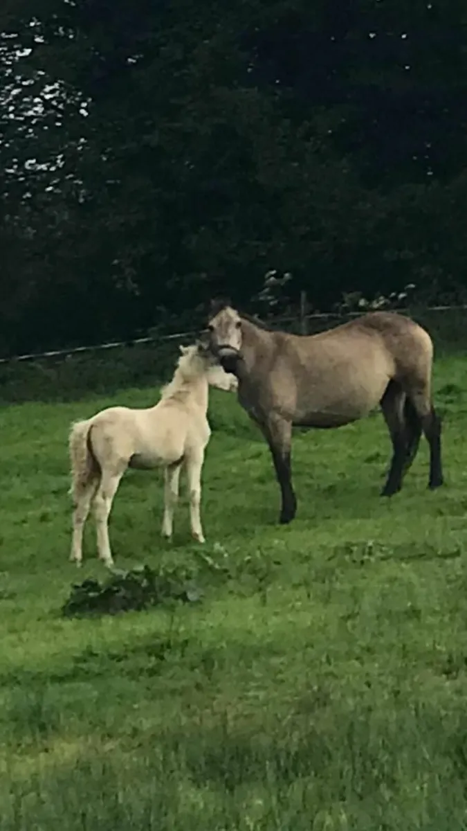 Pony - Image 3
