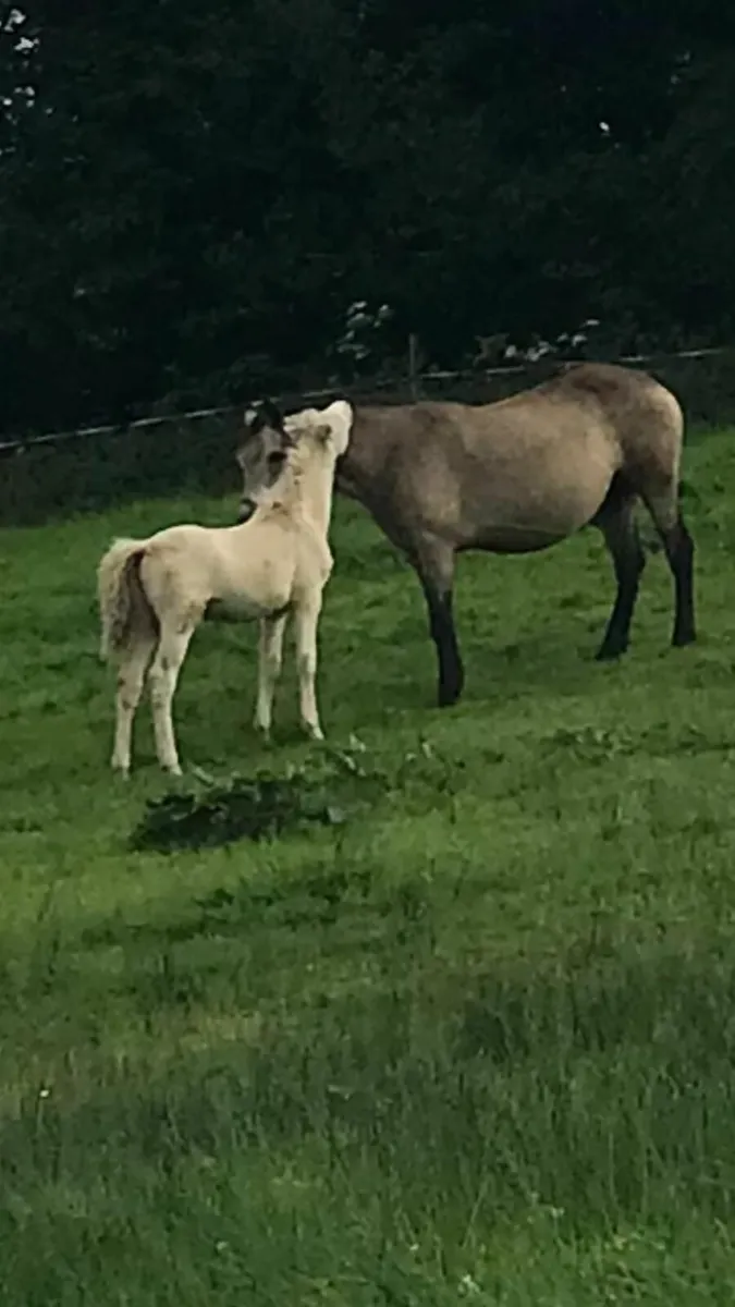 Pony - Image 4