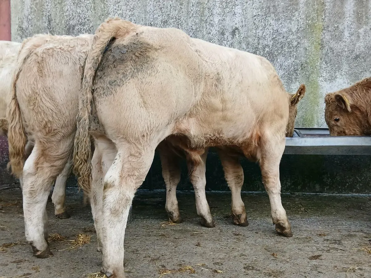 10 Super Charollais Bull Weanlings - Image 1