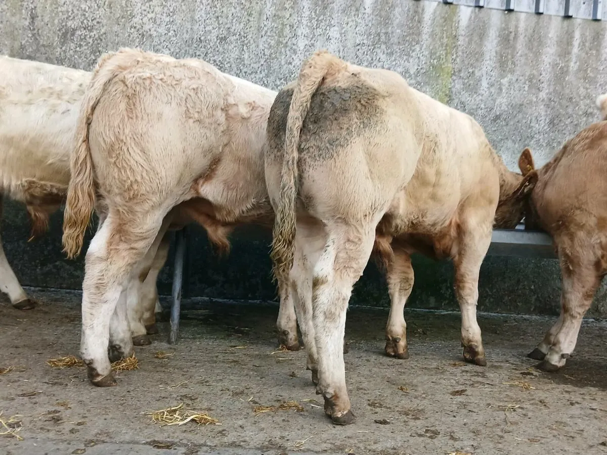 10 Super Charollais Bull Weanlings - Image 2