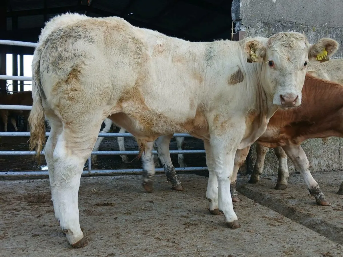 10 Super Charollais Bull Weanlings - Image 3