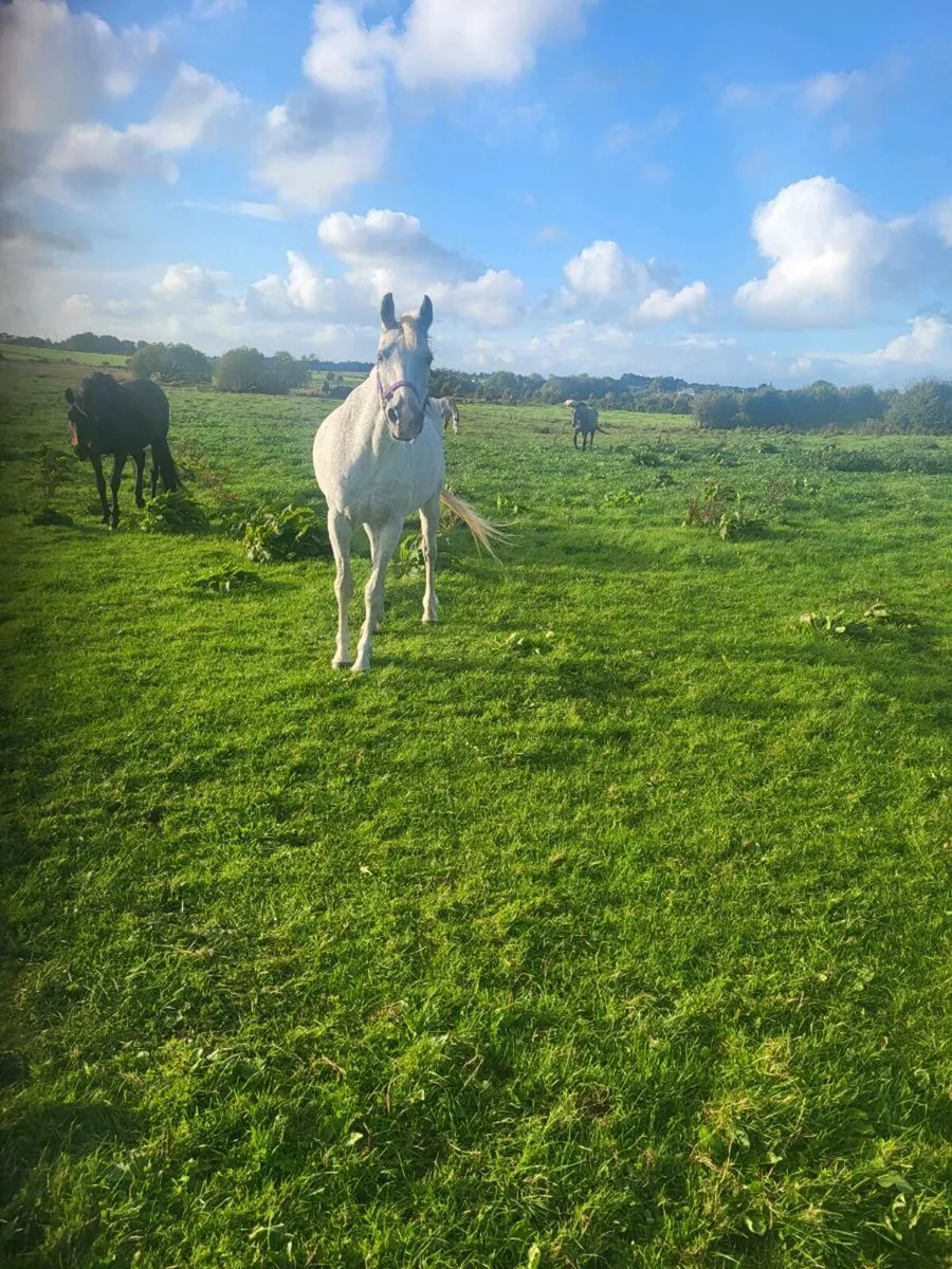REG CONNEMARA BROOD MARE - Image 3