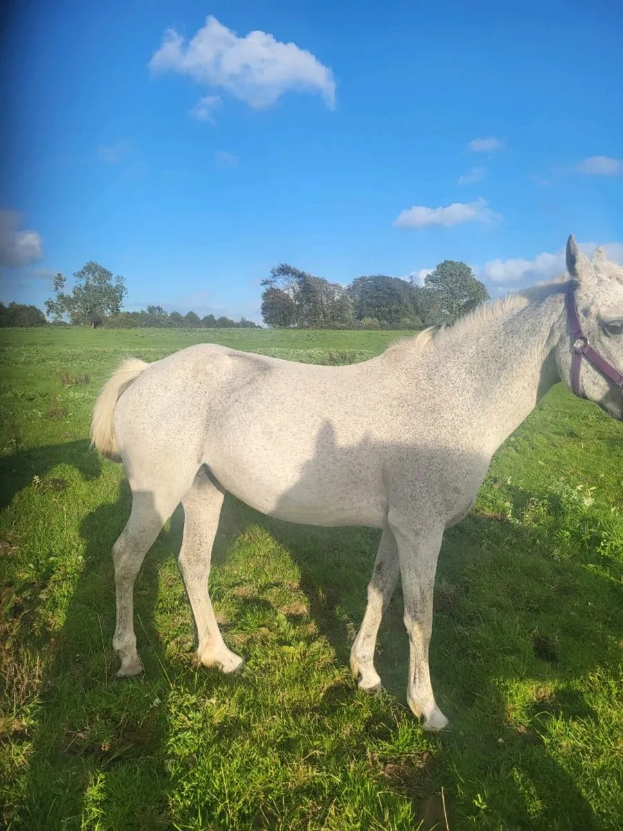 REG CONNEMARA BROOD MARE - Image 3