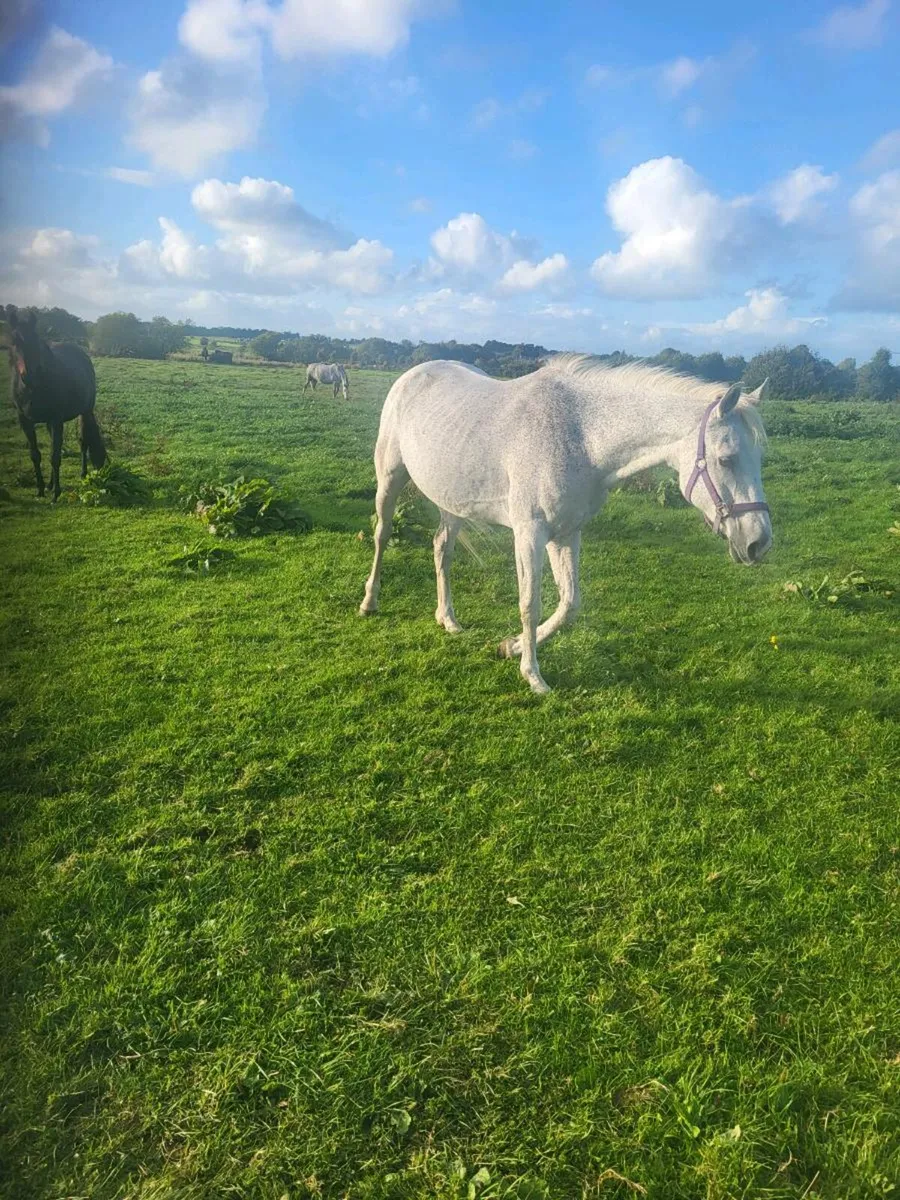 REG CONNEMARA BROOD MARE - Image 4