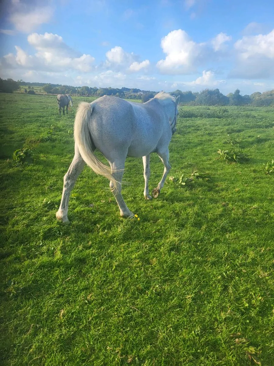 REG CONNEMARA BROOD MARE - Image 1