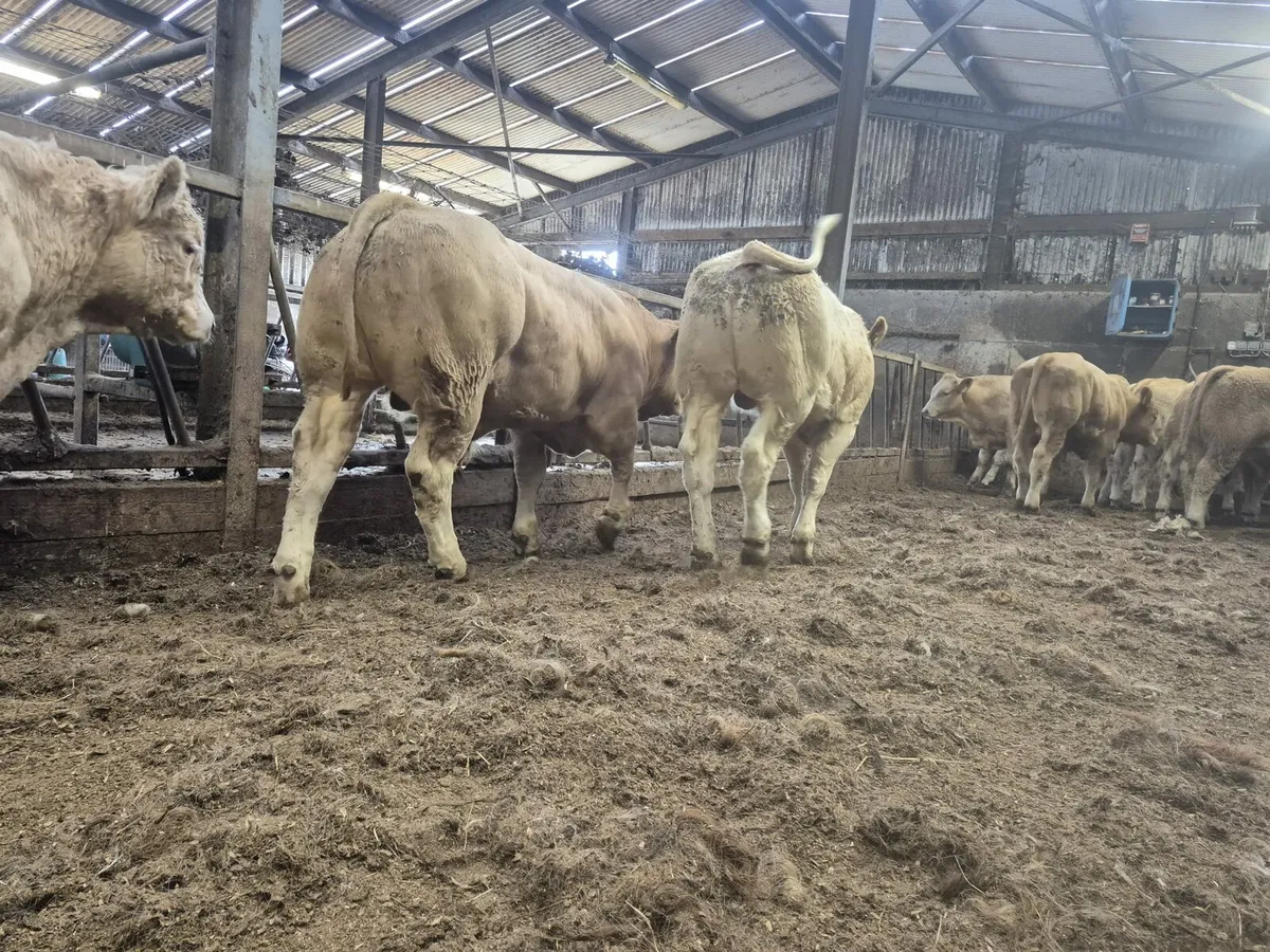 22 Golden Chx U & E Grade Bull Weanlings. - Image 3