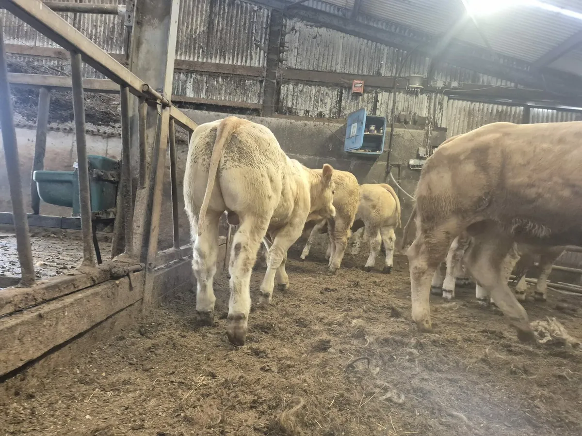 22 Golden Chx U & E Grade Bull Weanlings. - Image 4
