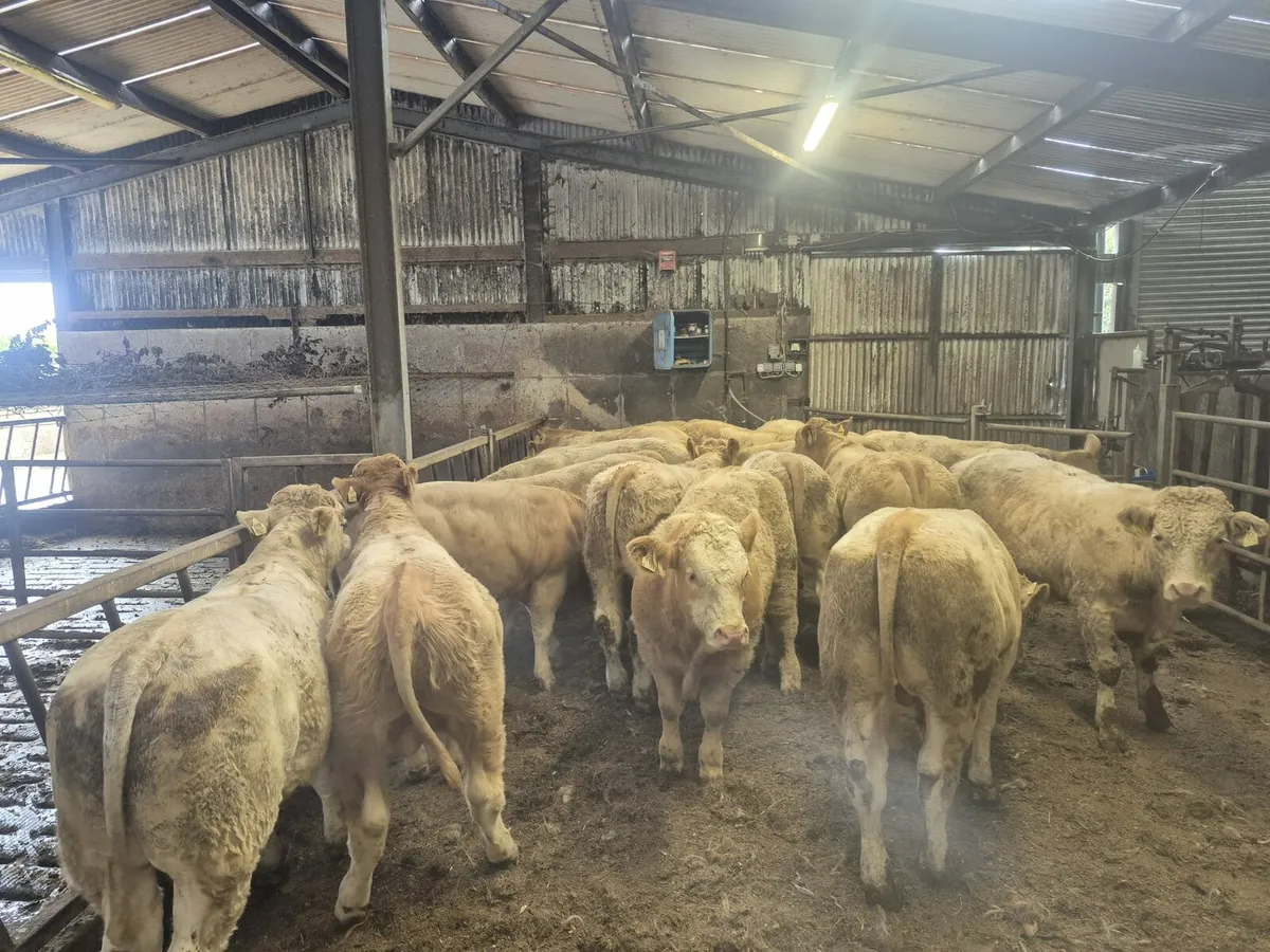 22 Golden Chx U & E Grade Bull Weanlings. - Image 1