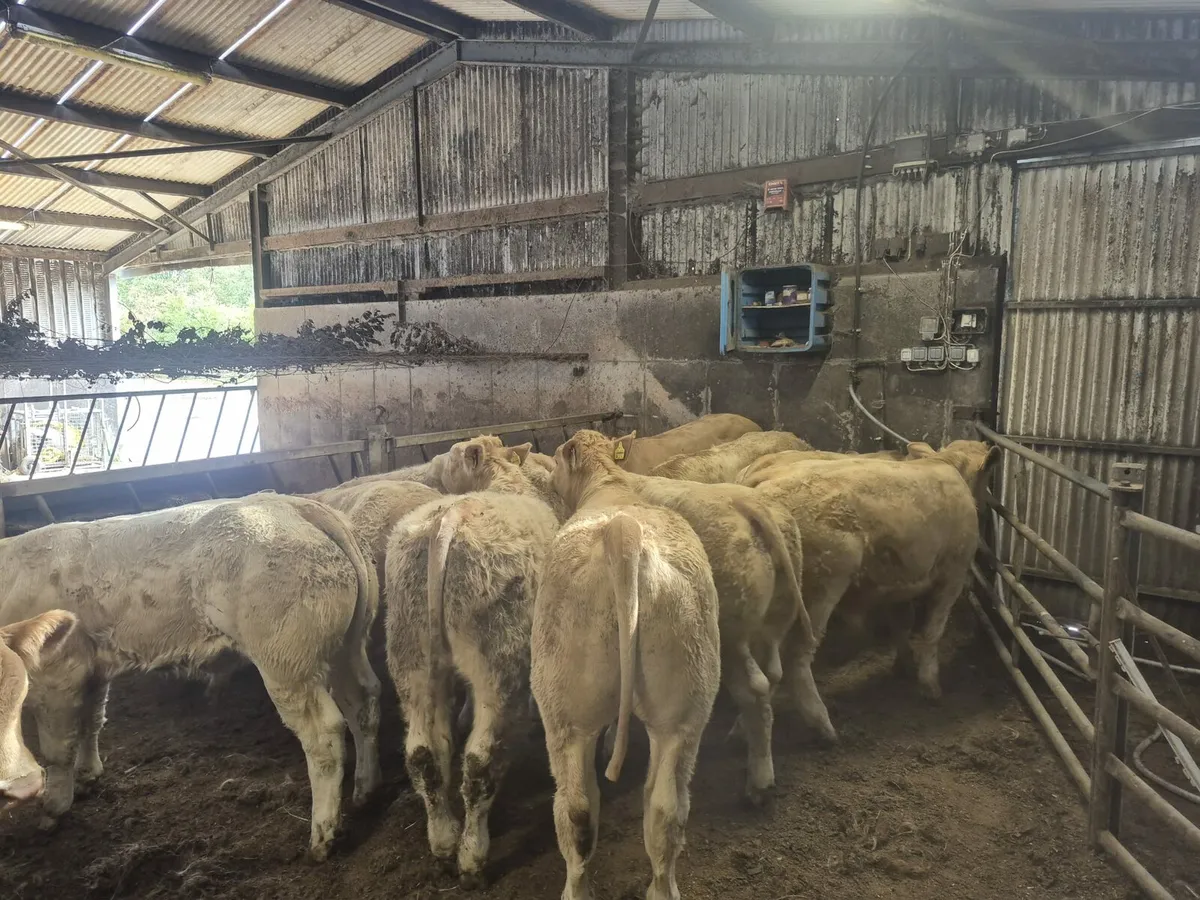 22 Golden Chx U & E Grade Bull Weanlings. - Image 2