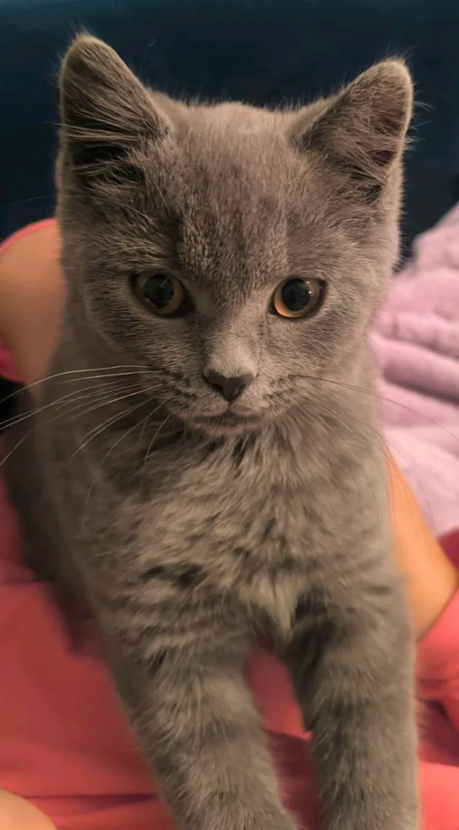 British blue short hair female kitten (last one) - Image 2