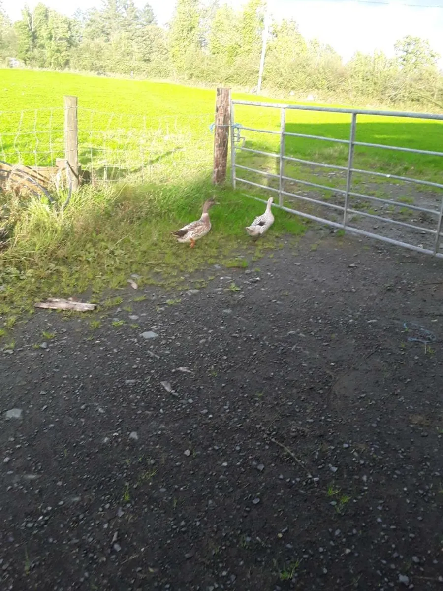Rooster & Welsh Harlequin Drake - Image 3