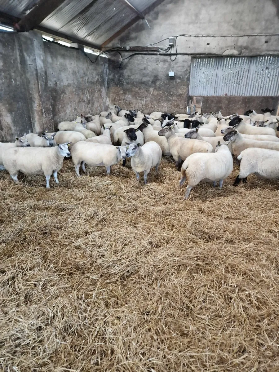 Fully Certified Organic Hoggets - Image 1