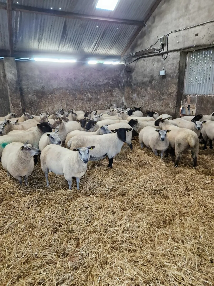 Fully Certified Organic Hoggets - Image 2