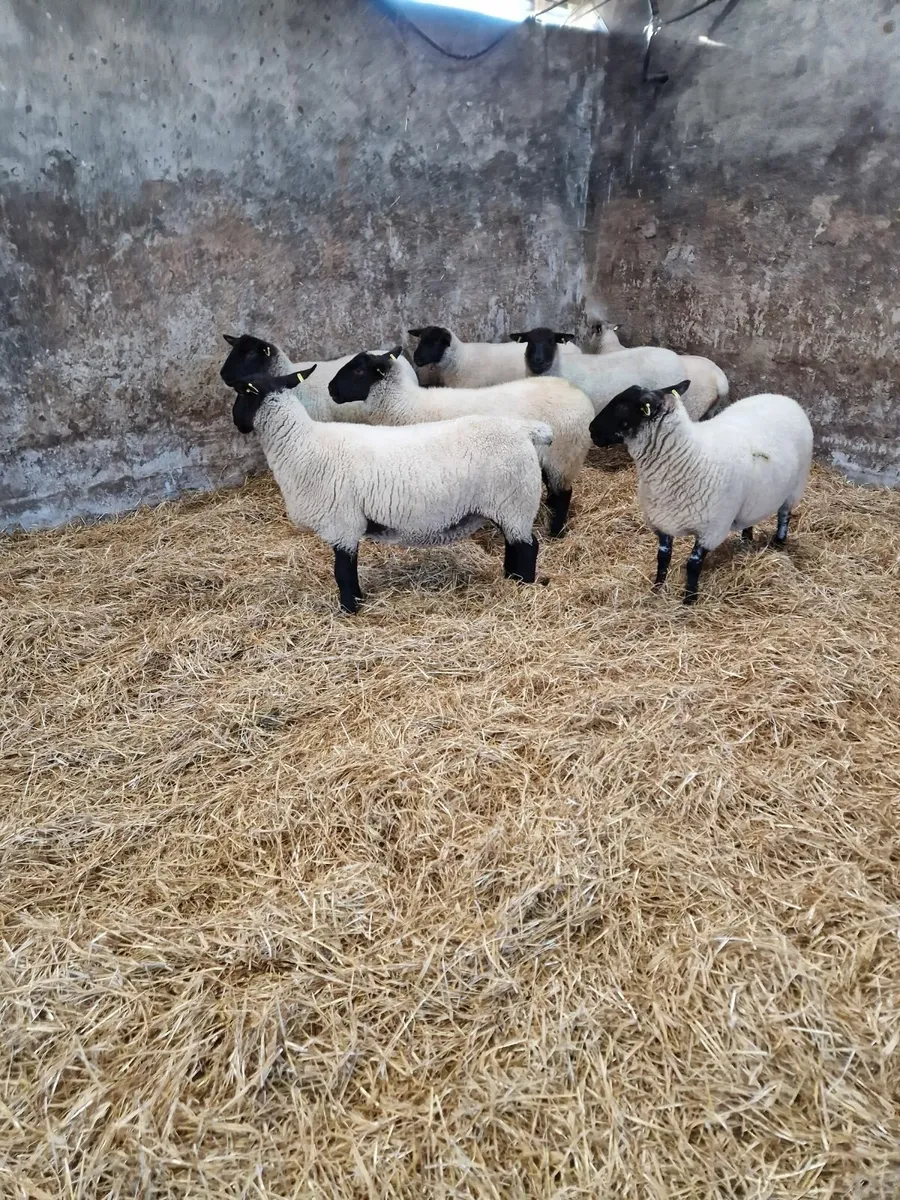 Fully Certified Organic Hoggets - Image 3